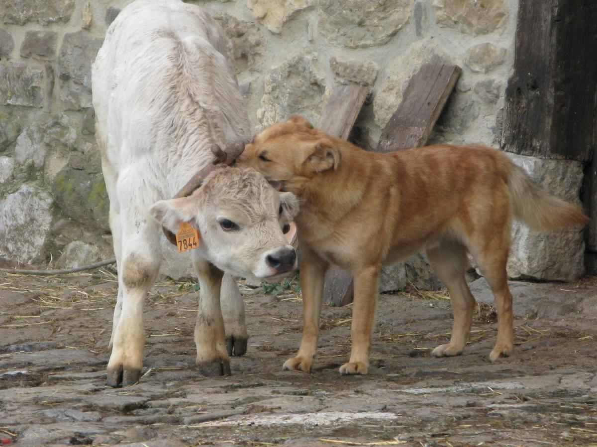 La Posada De Cucayo Dobres Ngoại thất bức ảnh